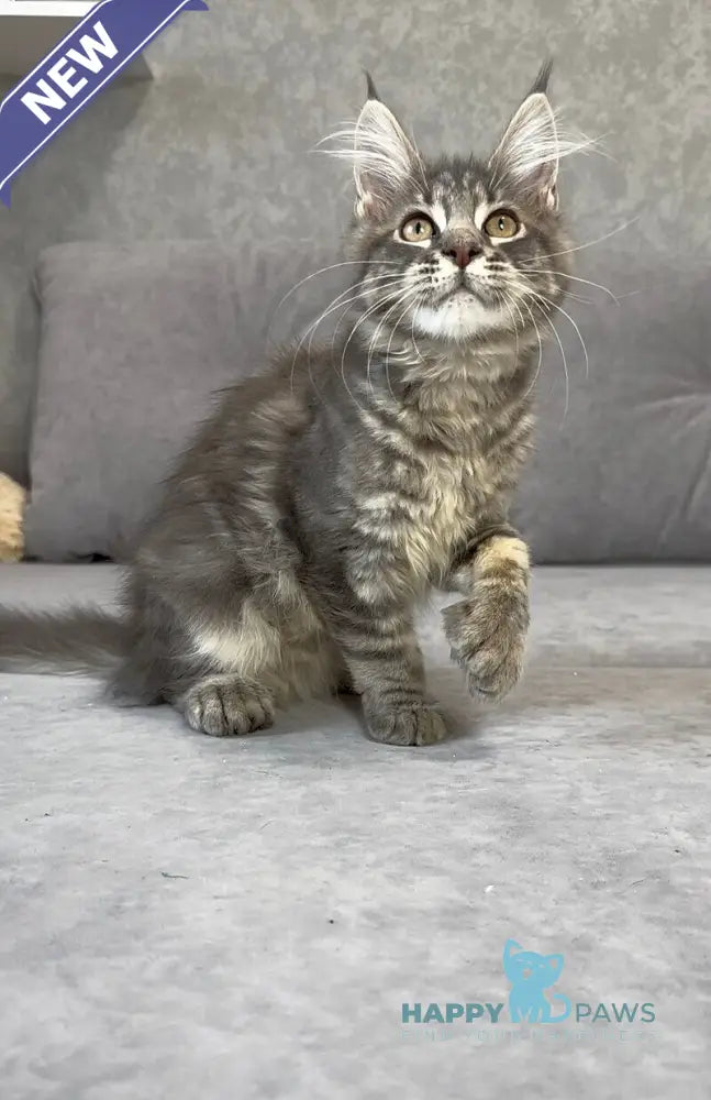 Vanessa Maine Coon polydactyl female blue tabby live animals
