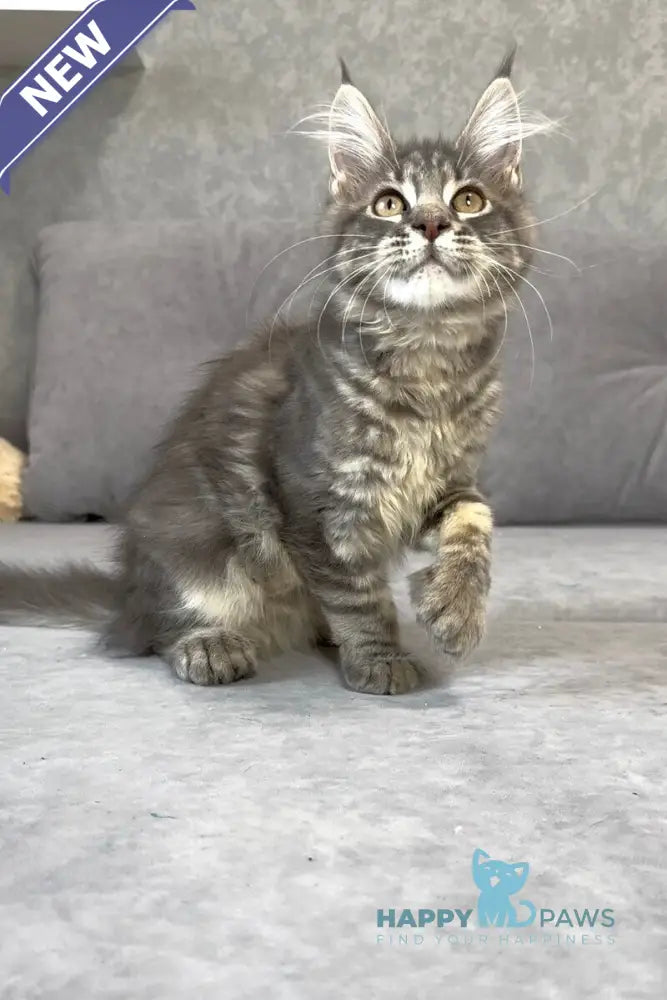 Vanessa Maine Coon polydactyl female blue tabby live animals