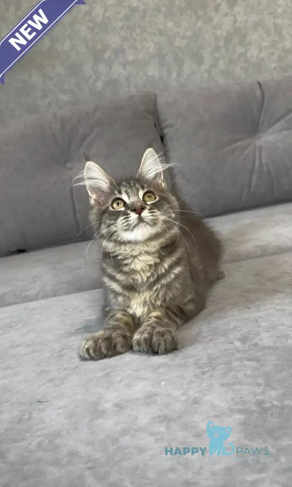 Vanessa Maine Coon polydactyl female blue tabby live animals