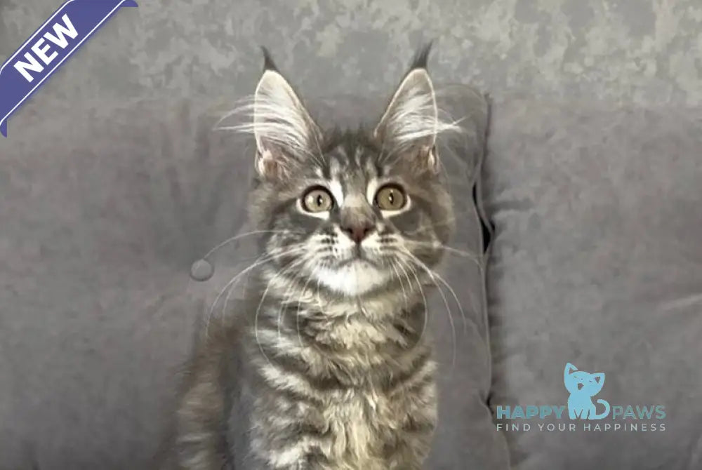 Vanessa Maine Coon polydactyl female blue tabby live animals