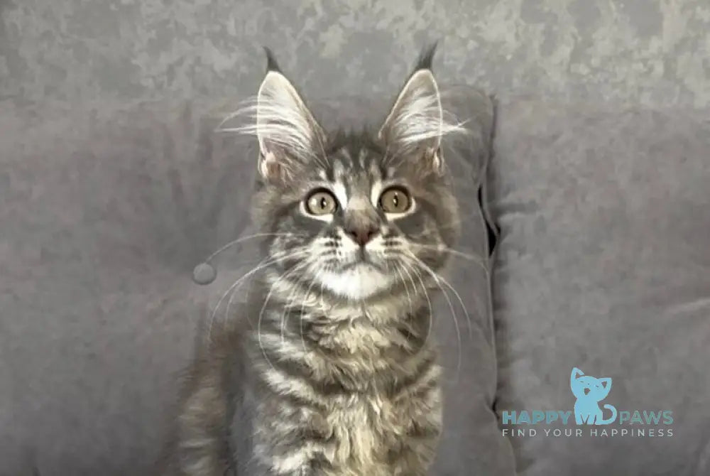 Vanessa Maine Coon polydactyl female blue tabby live animals