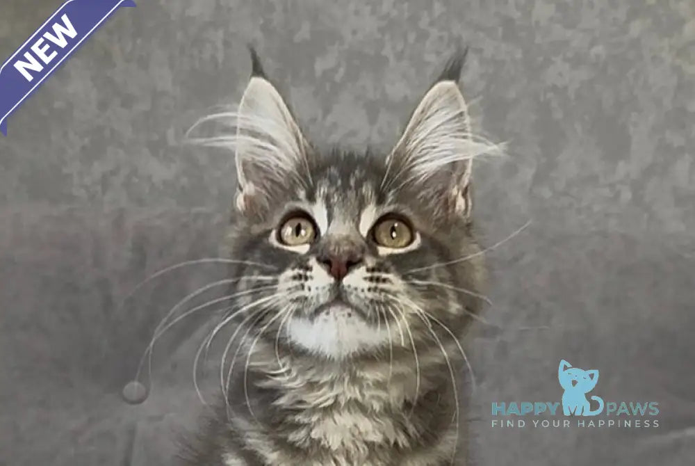 Vanessa Maine Coon polydactyl female blue tabby live animals