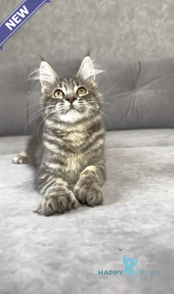 Vanessa Maine Coon polydactyl female blue tabby live animals