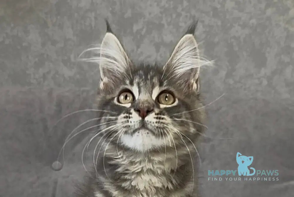 Vanessa Maine Coon polydactyl female blue tabby live animals
