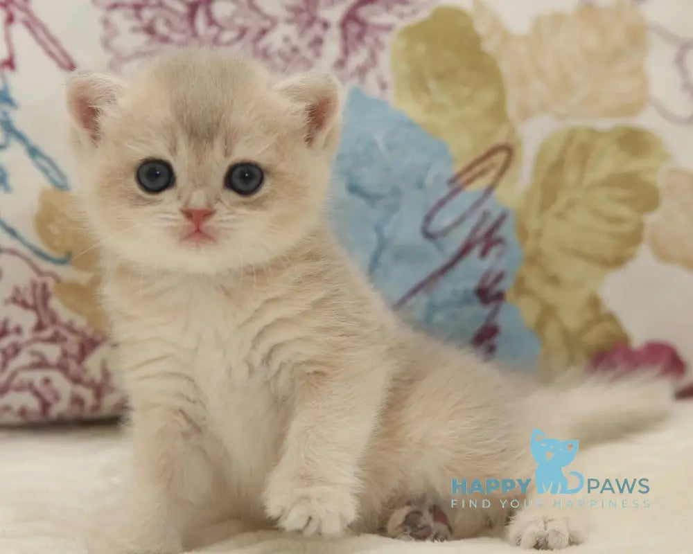 Vanessa Scottish Straight female black golden shaded live animals