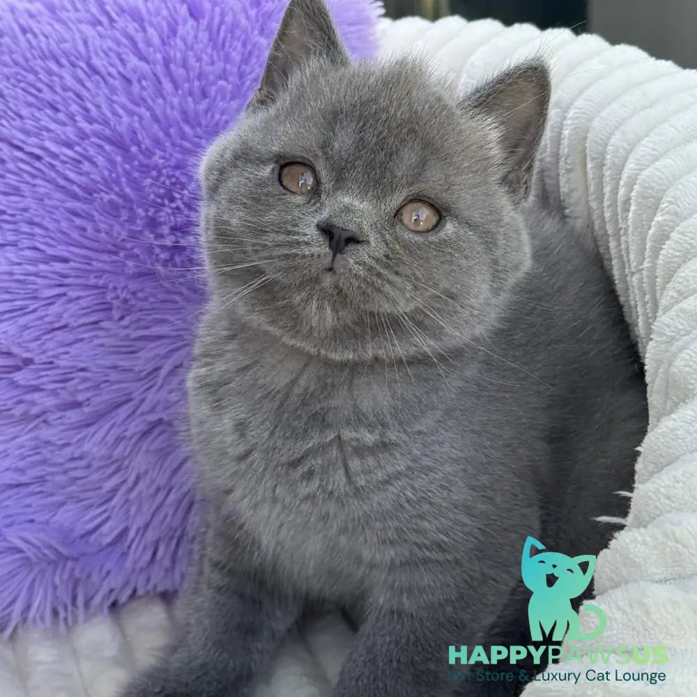 Vanessa Scottish Straight female blue