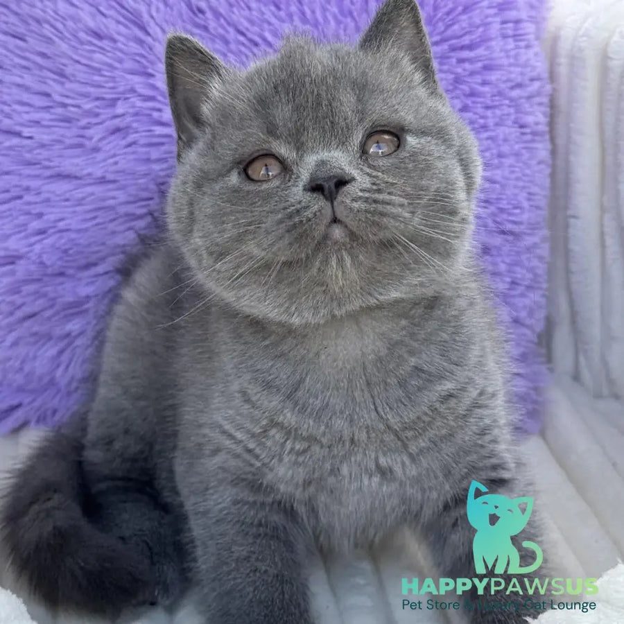 Vanessa Scottish Straight female blue