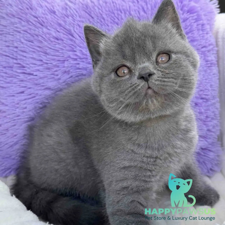 Vanessa Scottish Straight female blue