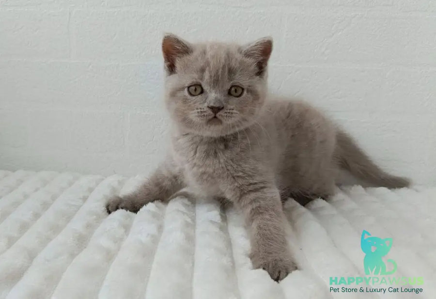 Vanessa Scottish Straight female lilac - live animals