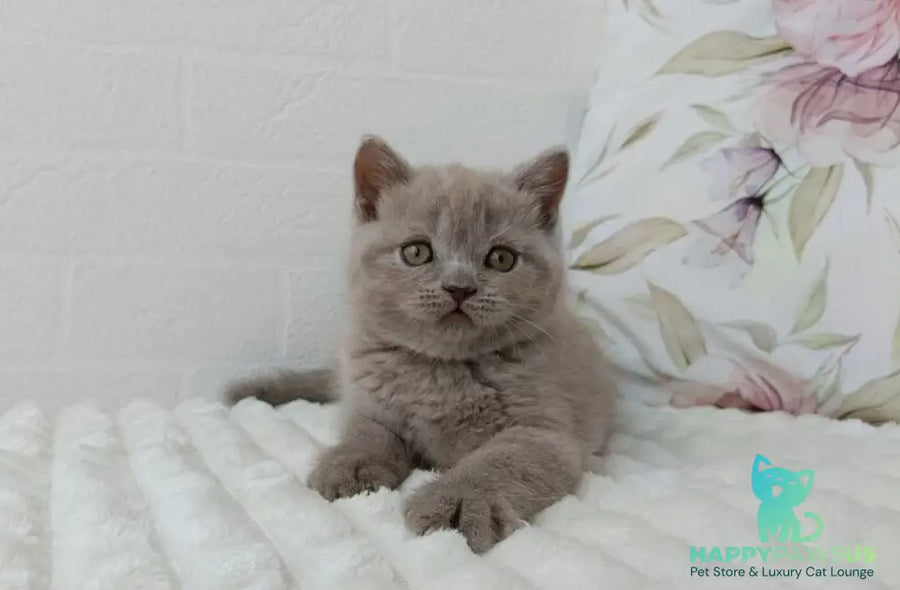 Vanessa Scottish Straight female lilac - live animals