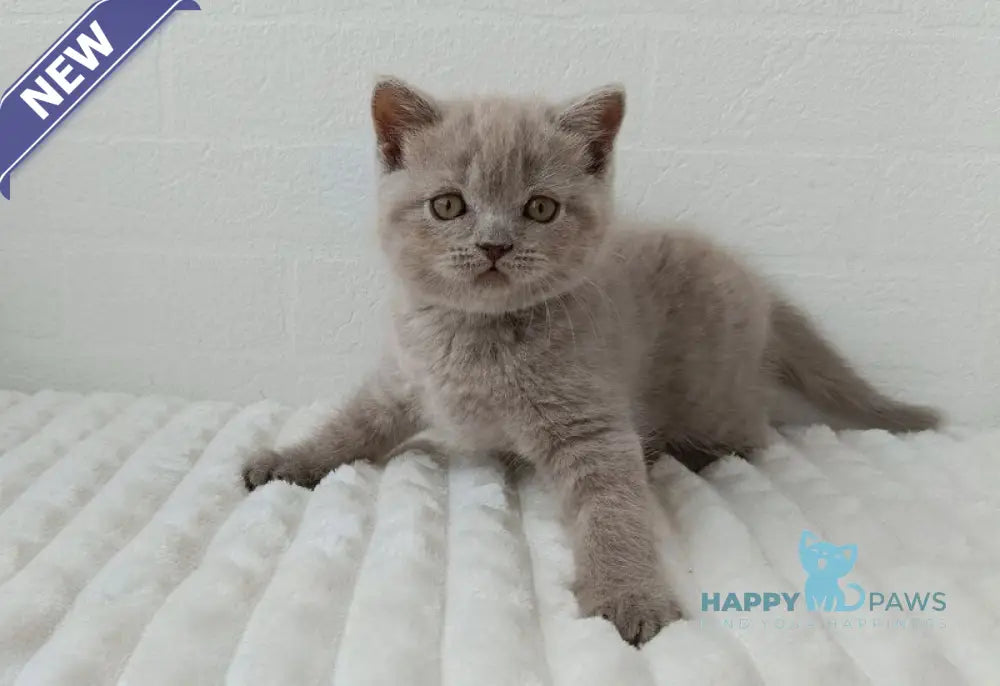 Vanessa Scottish Straight female lilac - live animals
