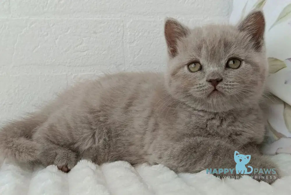 Vanessa Scottish Straight female lilac - live animals