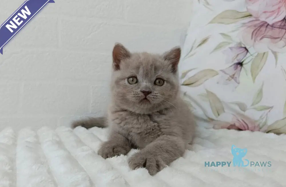 Vanessa Scottish Straight female lilac - live animals