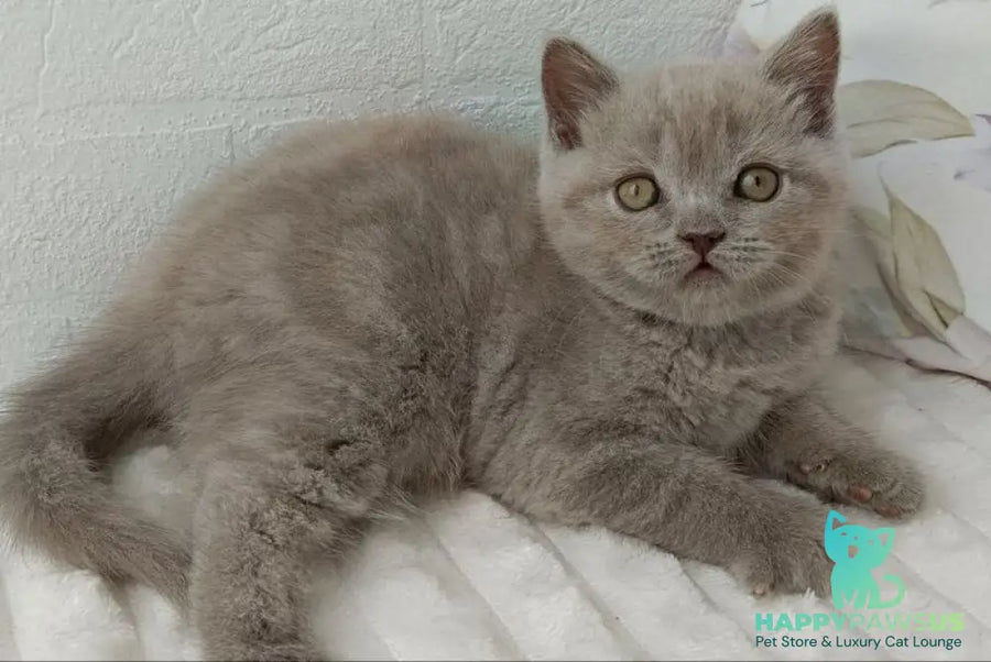 Vanessa Scottish Straight female lilac - live animals