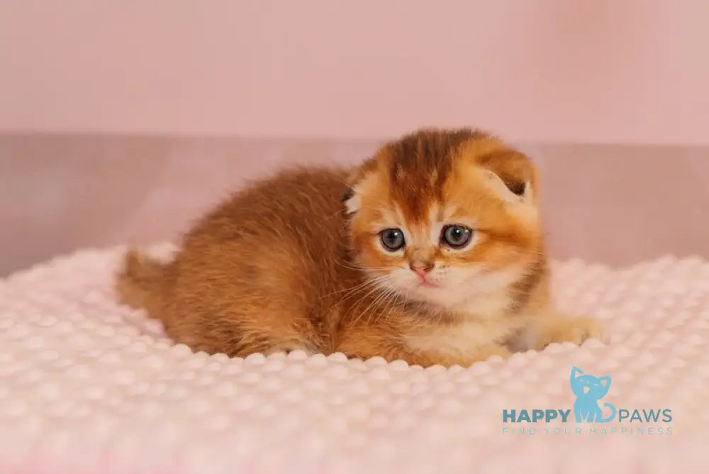 Vangog Scottish Fold male black golden ticked tabby live animals