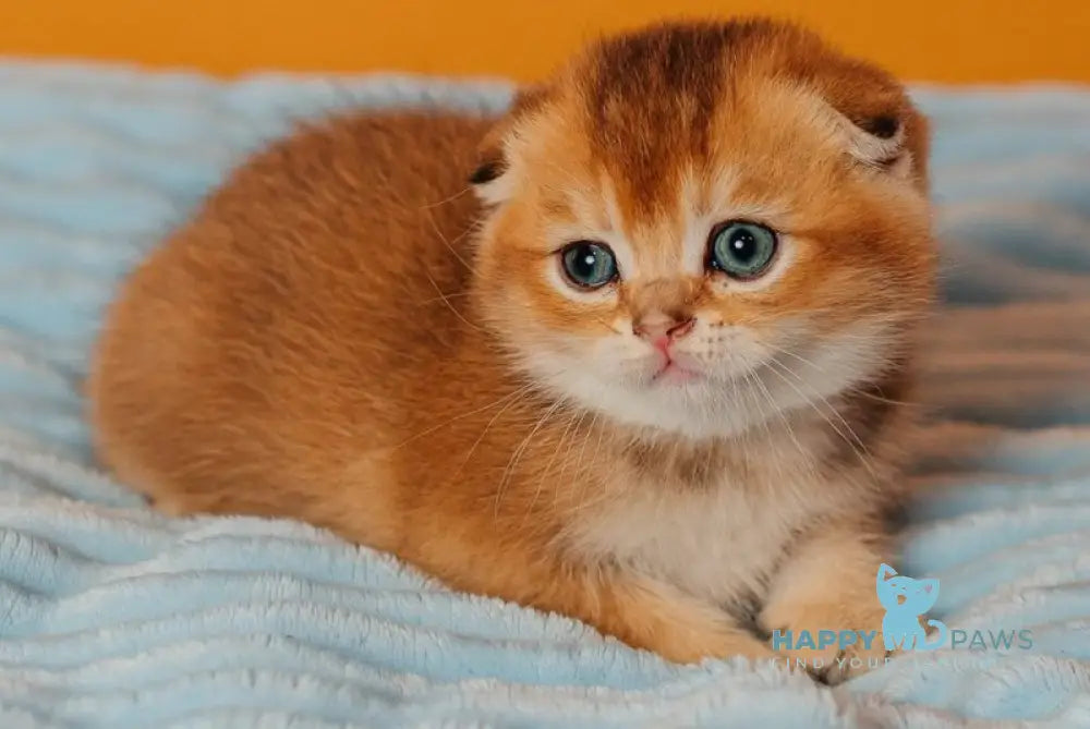Vangog Scottish Fold male black golden ticked tabby live animals