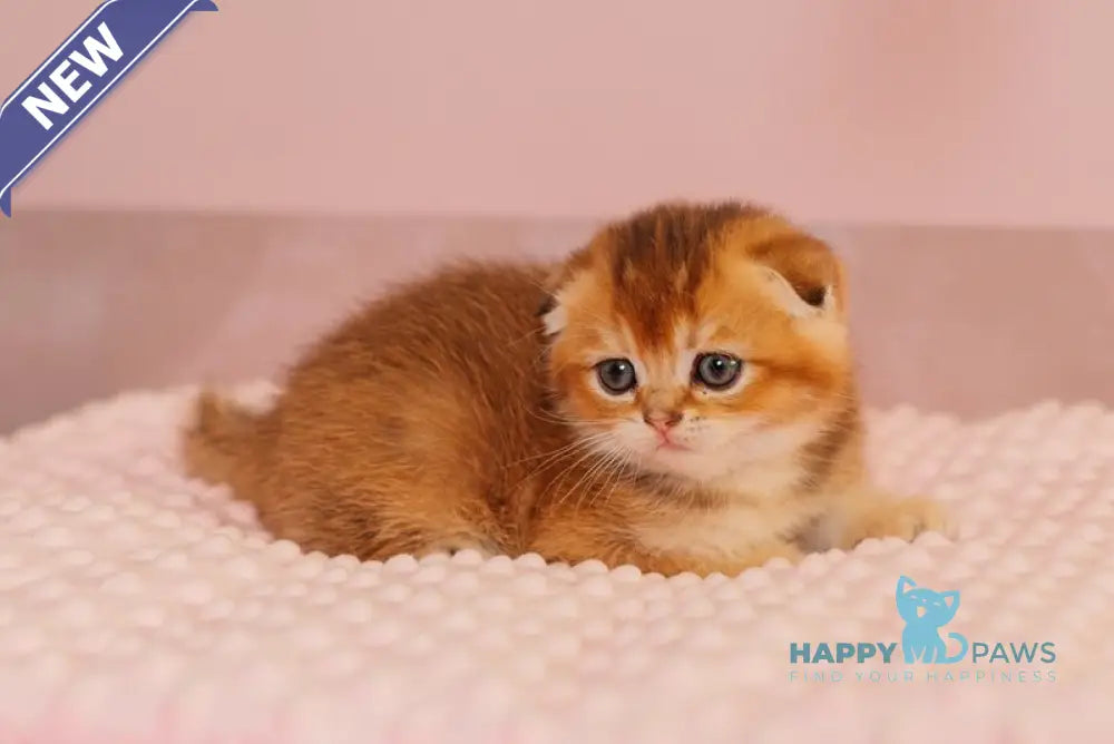Vangog Scottish Fold male black golden ticked tabby live animals