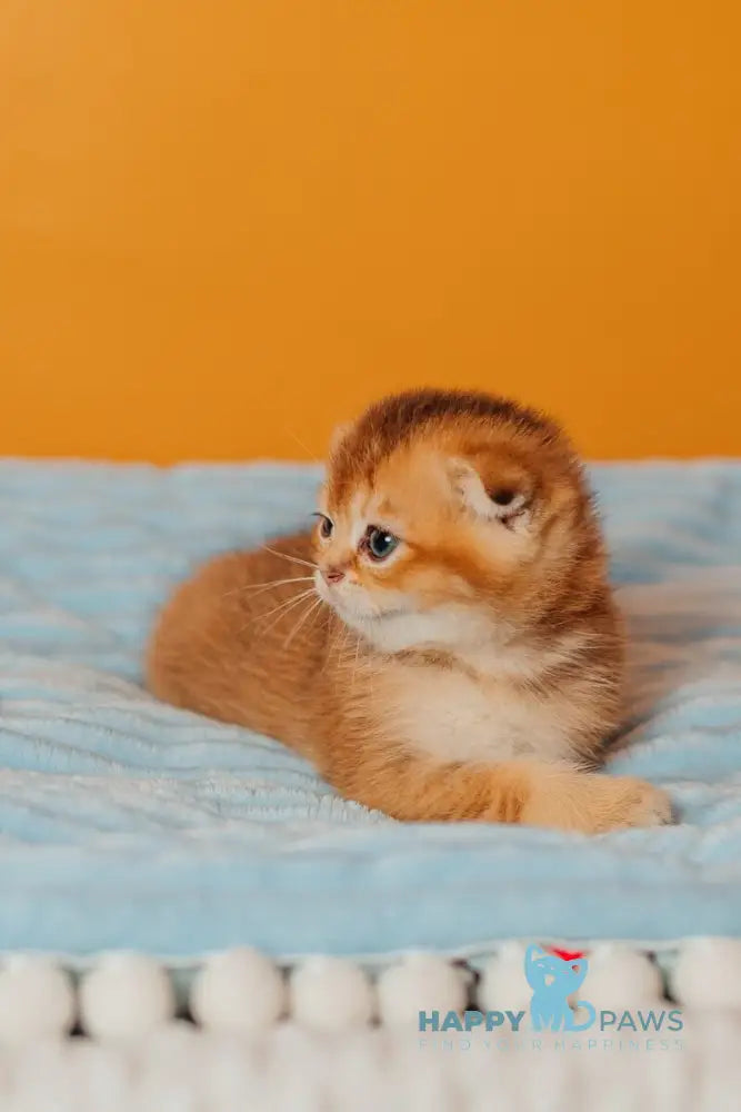 Vangog Scottish Fold male black golden ticked tabby live animals