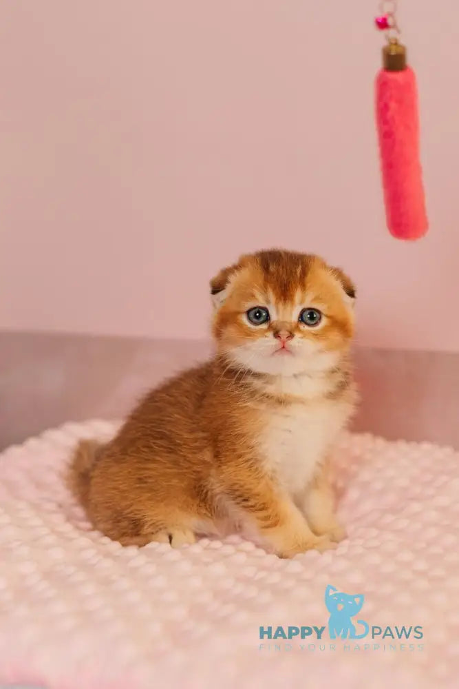 Vangog Scottish Fold male black golden ticked tabby live animals