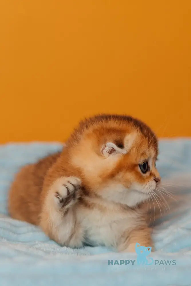 Vangog Scottish Fold male black golden ticked tabby live animals