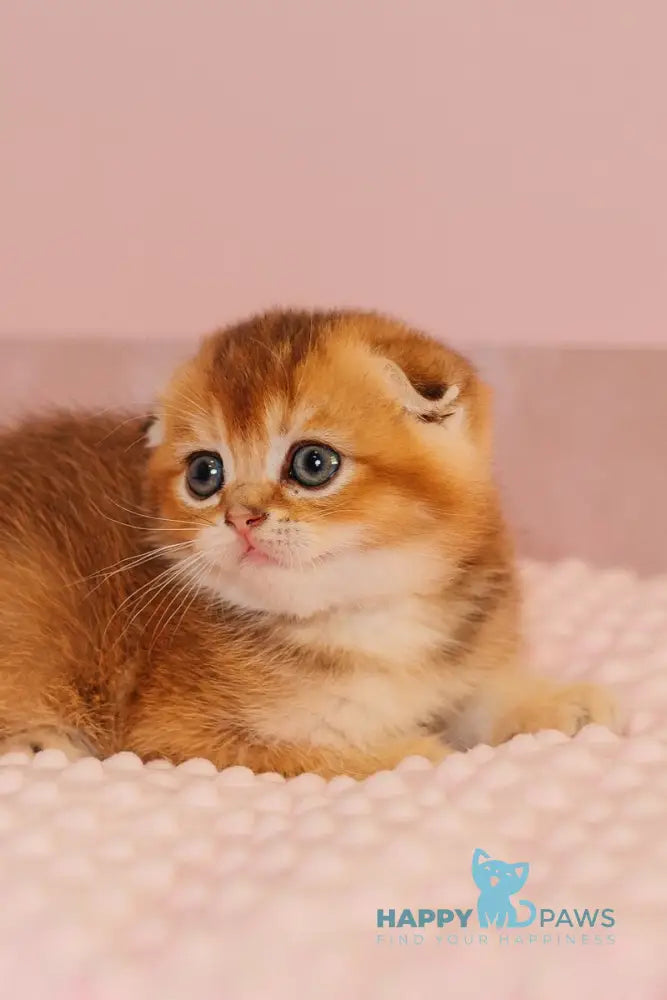 Vangog Scottish Fold male black golden ticked tabby live animals