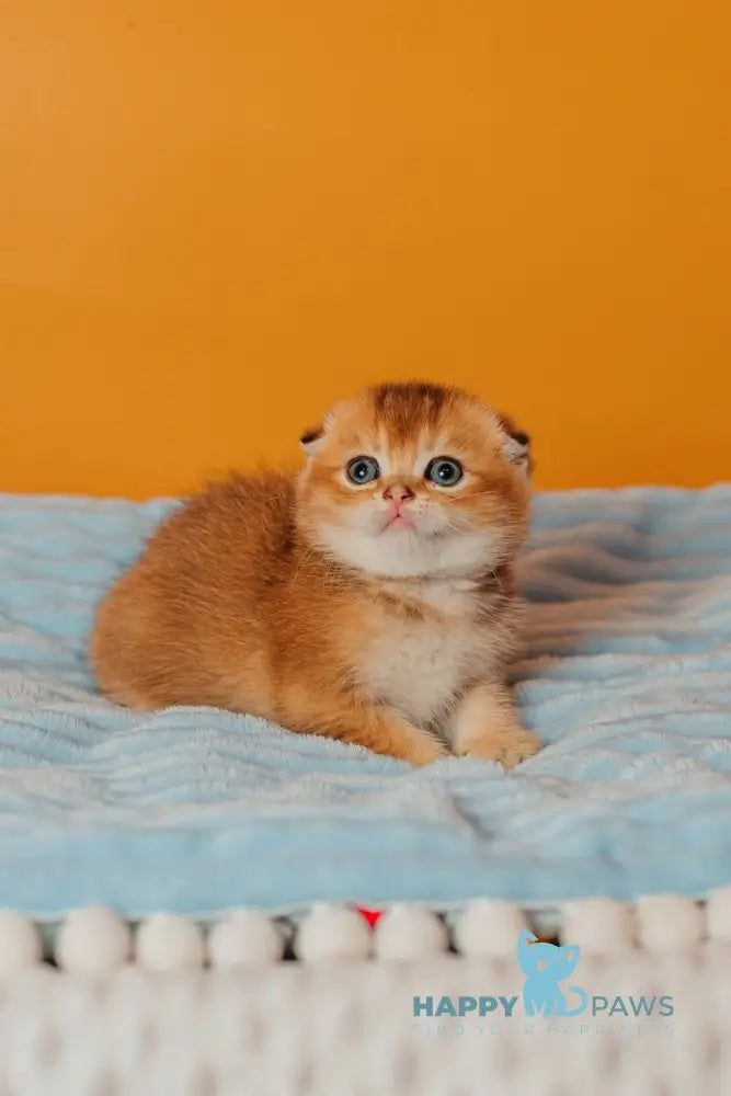 Vangog Scottish Fold male black golden ticked tabby live animals