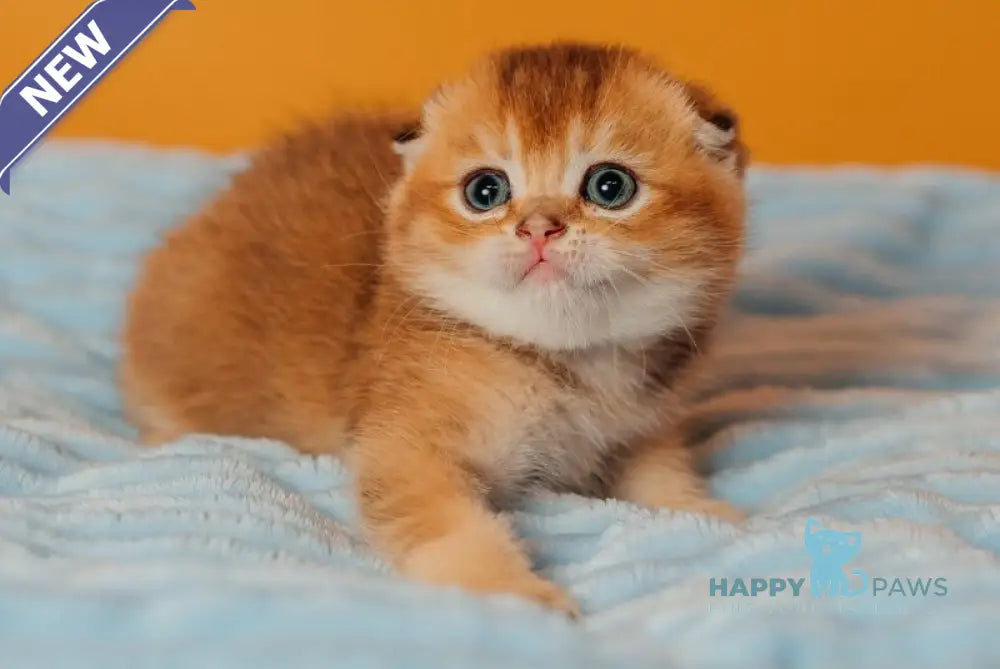 Vangog Scottish Fold male black golden ticked tabby live animals