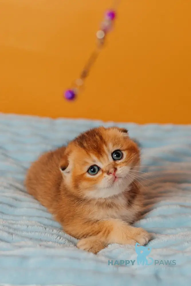 Vangog Scottish Fold male black golden ticked tabby live animals
