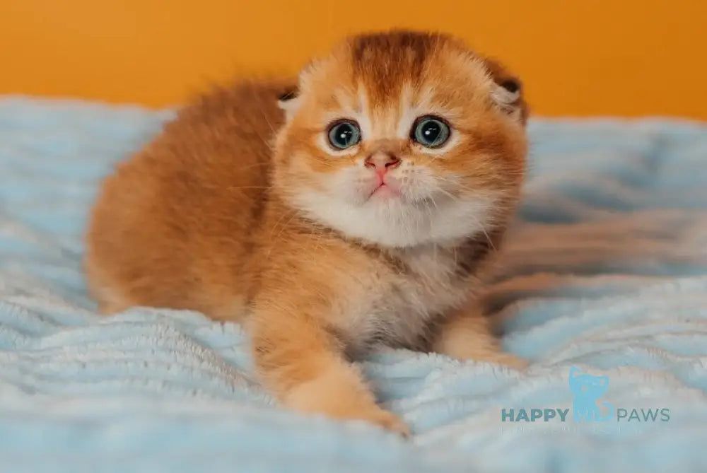 Vangog Scottish Fold male black golden ticked tabby live animals