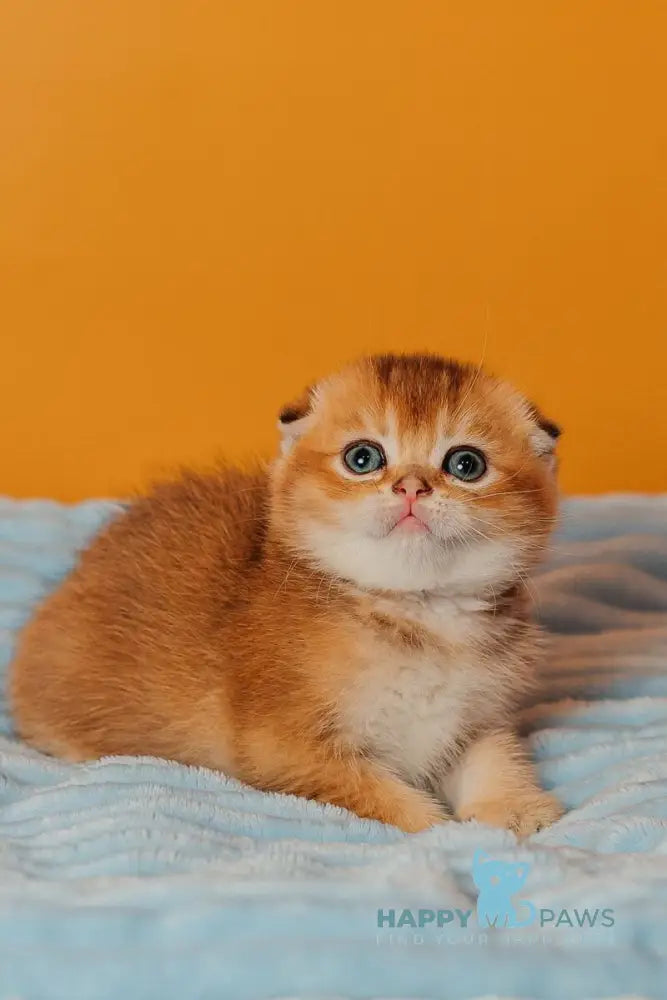 Vangog Scottish Fold male black golden ticked tabby live animals