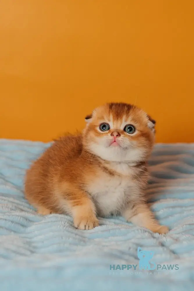 Vangog Scottish Fold male black golden ticked tabby live animals