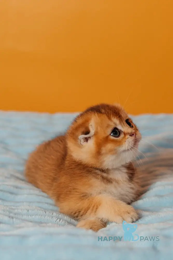 Vangog Scottish Fold male black golden ticked tabby live animals