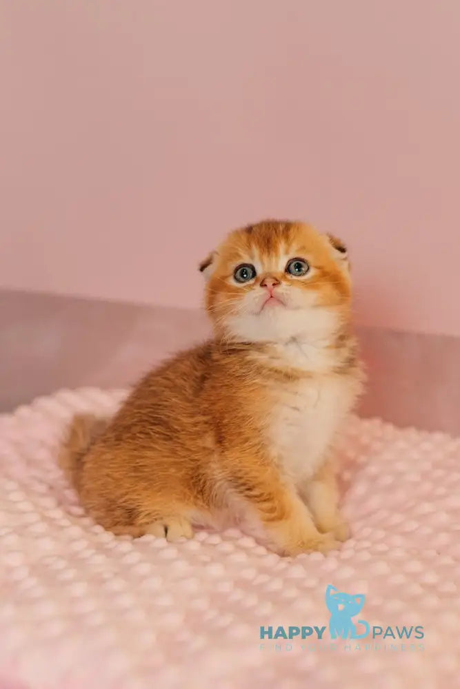 Vangog Scottish Fold male black golden ticked tabby live animals