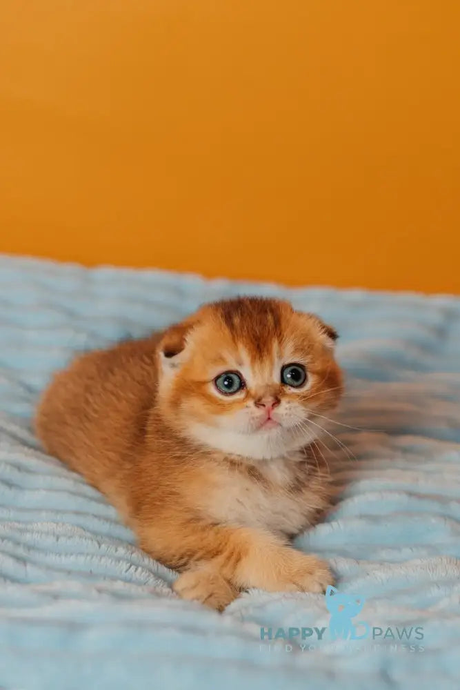 Vangog Scottish Fold male black golden ticked tabby live animals