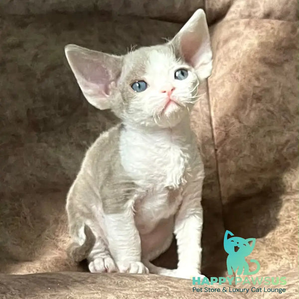 Vania Devon Rex male fawn bicolour - live animals