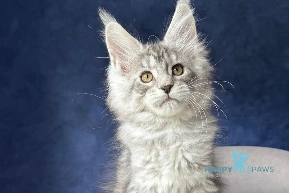 Vanil Maine Coon female black silver spotted tabby - live animals