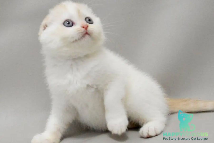 Vanilka Scottish Fold female red silver tabby bicolour - live animals