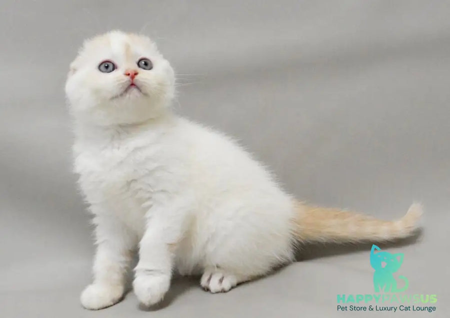 Vanilka Scottish Fold female red silver tabby bicolour - live animals