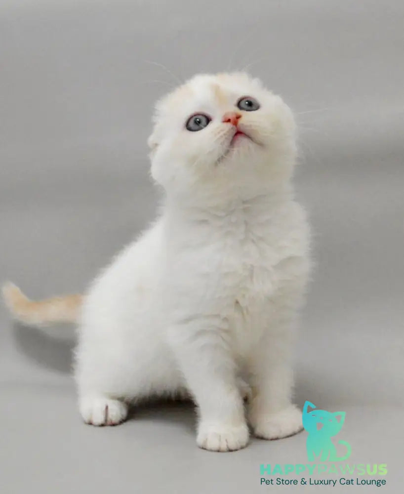 Vanilka Scottish Fold female red silver tabby bicolour - live animals
