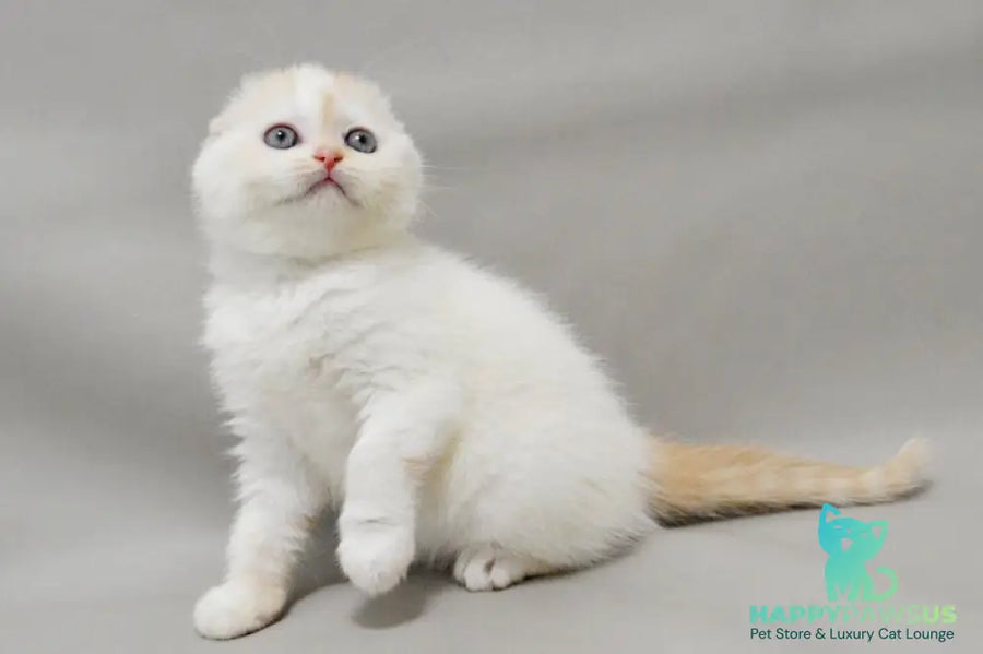 Vanilka Scottish Fold female red silver tabby bicolour - live animals