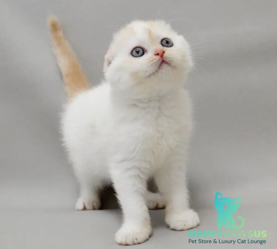 Vanilka Scottish Fold female red silver tabby bicolour - live animals