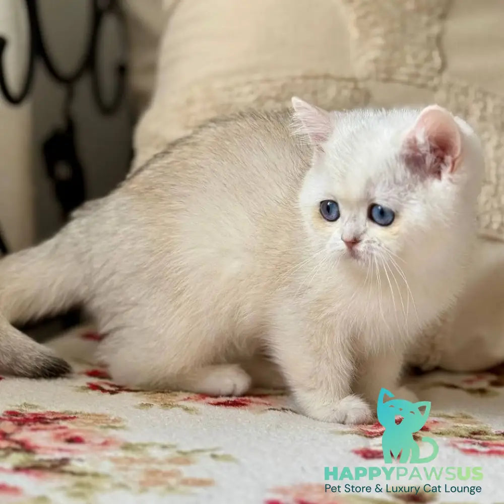 Vanilla British Shorthair female black silver chinchilla - live animals