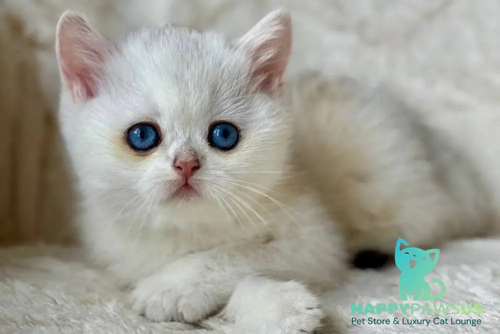 Vanilla British Shorthair female black silver chinchilla - live animals