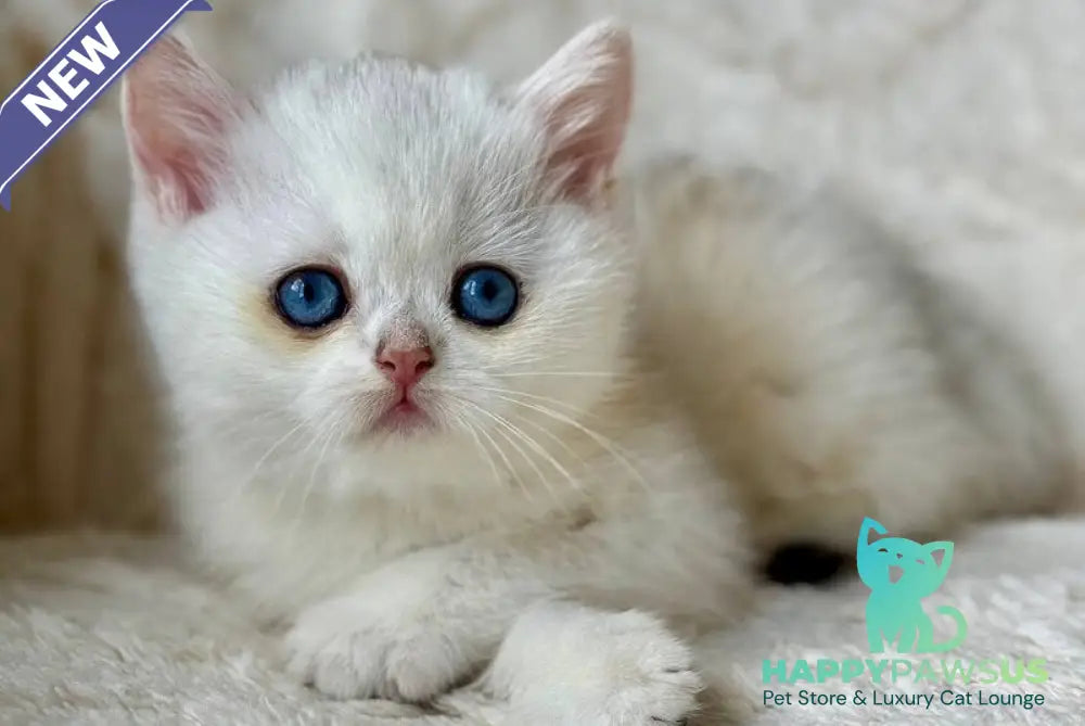 Vanilla British Shorthair female black silver chinchilla - live animals