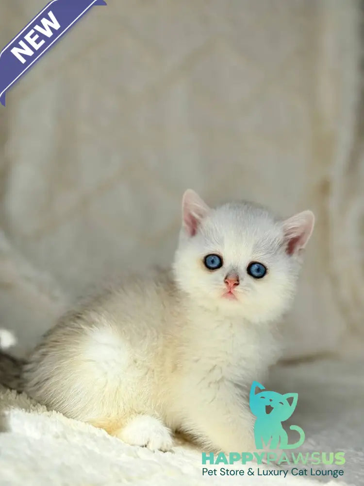 Vanilla British Shorthair female black silver chinchilla - live animals
