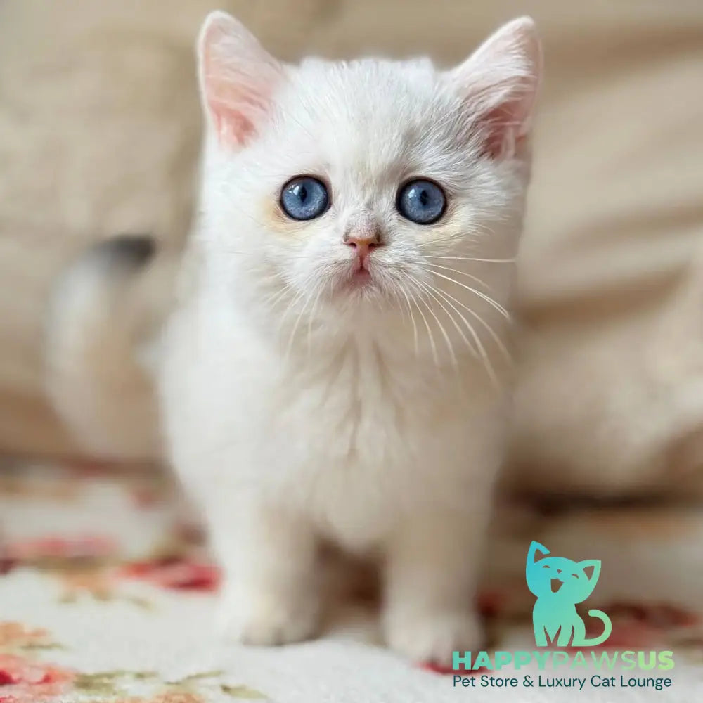 Vanilla British Shorthair female black silver chinchilla - live animals