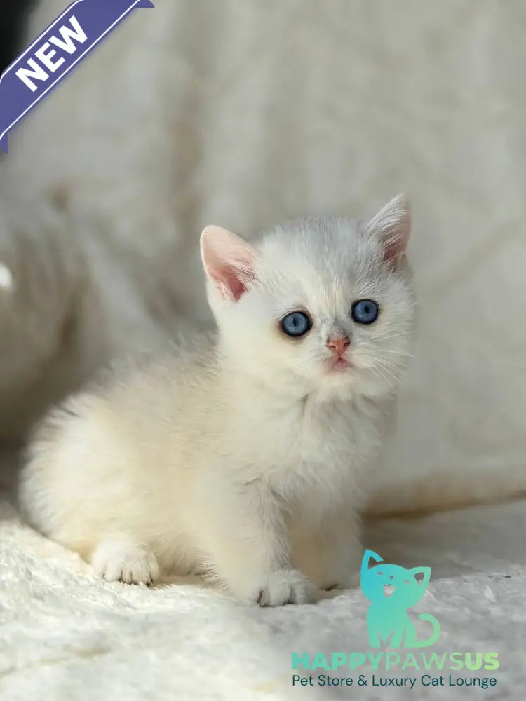 Vanilla British Shorthair female black silver chinchilla - live animals