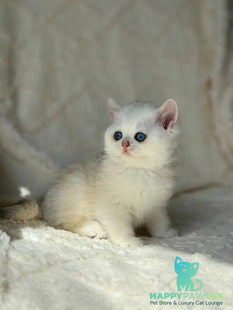 Vanilla British Shorthair female black silver chinchilla - live animals