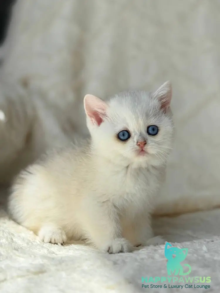 Vanilla British Shorthair female black silver chinchilla - live animals