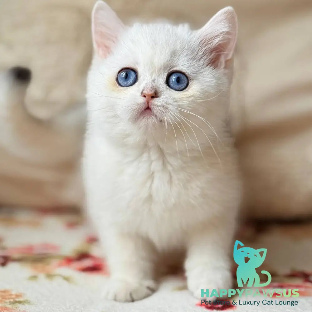 Vanilla British Shorthair female black silver chinchilla - live animals